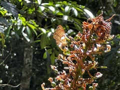 Cupha prosope