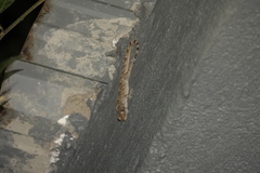 Hemidactylus mabouia