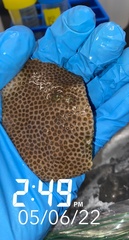 Stephanocoenia intersepta