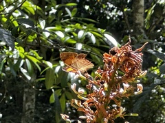 Cupha prosope