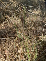 Camassia