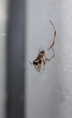 Argyrodes antipodianus