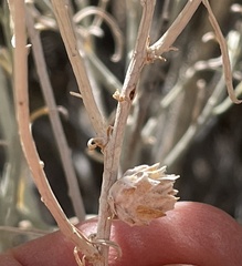 Rhopalomyia utahensis