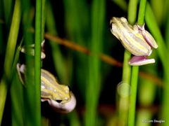 Hyperolius marmoratus taeniatus