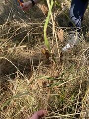 Camassia