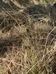 Camassia