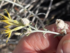 Rhopalomyia utahensis