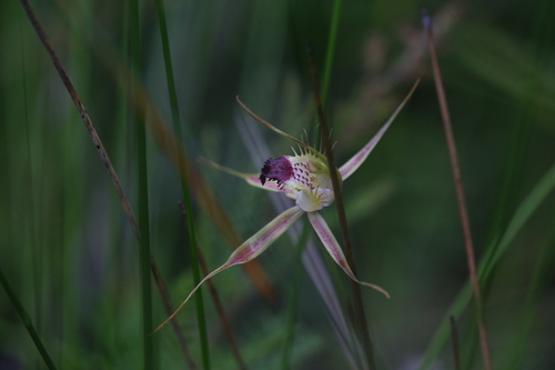 Image of Caladenia brownii by (c) Hugo Innes, some rights reserved (CC BY)