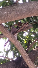 Streptopelia tranquebarica