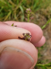Lepidium desvauxii