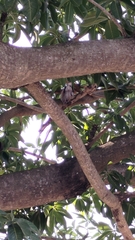 Streptopelia tranquebarica