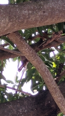 Streptopelia tranquebarica