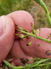 Lepidium desvauxii