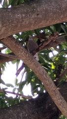 Streptopelia tranquebarica