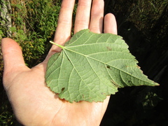 Tilia × europaea