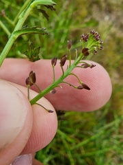 Lepidium desvauxii