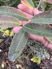 Salix sitchensis