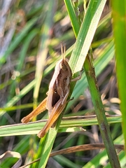 Stenocatantops splendens