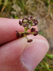 Lepidium desvauxii