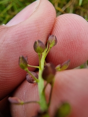 Lepidium desvauxii