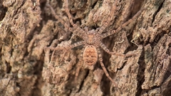 Heteropoda jugulans