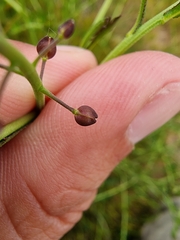 Lepidium desvauxii