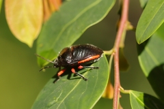 Lampromicra aerea