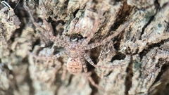 Heteropoda jugulans