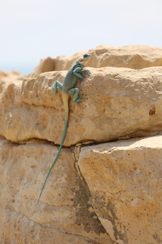 Eritrean Ridgeback Agama