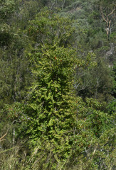 Freycinetia scandens