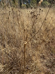 Lomatium nudicaule