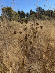 Lomatium nudicaule