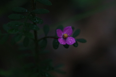 Boronia gracilipes