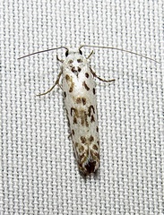 Ethmia bittenella