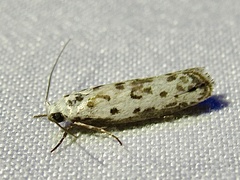 Ethmia bittenella