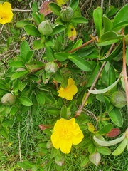 Hibbertia scandens