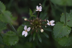 Stylidium rhynchocarpum