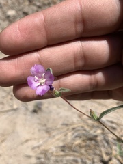 Clarkia purpurea