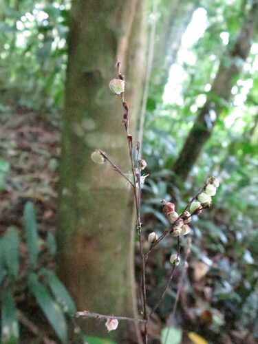 Leptaspis cochleata