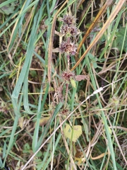 Galeopsis