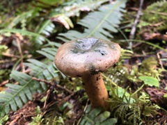 Lactarius aurantiosordidus
