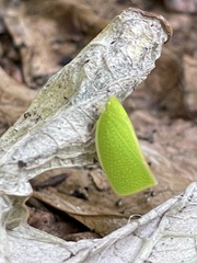 Siphanta acuta