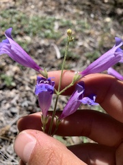 Penstemon laetus