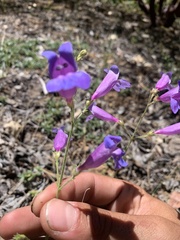 Penstemon laetus