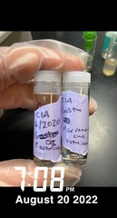 Parvanachis ostreicola