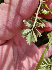 Acaena anserinifolia