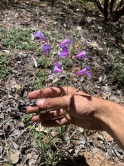 Penstemon laetus