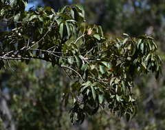 Lophostemon suaveolens