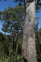 Lophostemon suaveolens