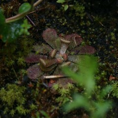 Drosera hamiltonii